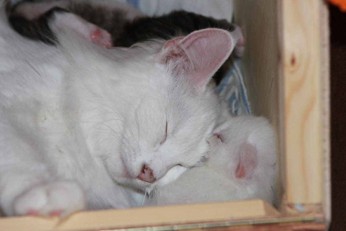 Norsk Skovkat DK Minorlynx's Hailey (Missebarnet) billede 3