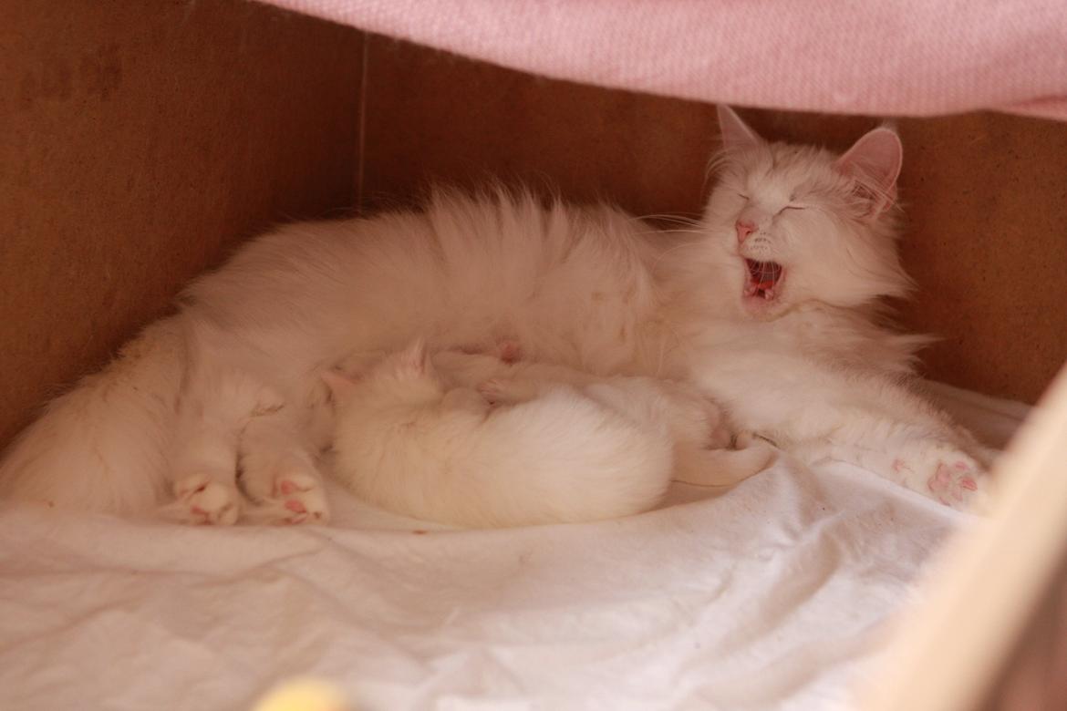 Norsk Skovkat DK Minorlynx's Hailey (Missebarnet) billede 5