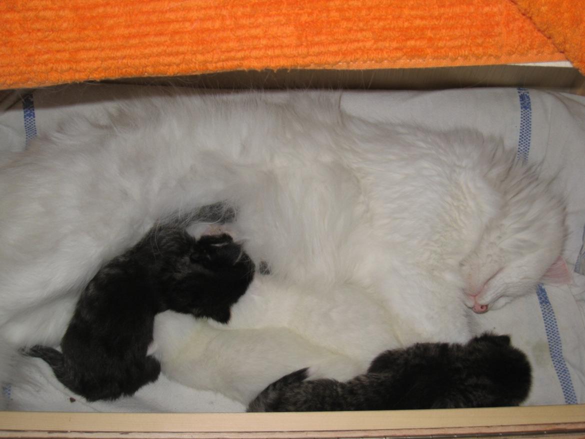 Norsk Skovkat DK Minorlynx's Hailey (Missebarnet) billede 4