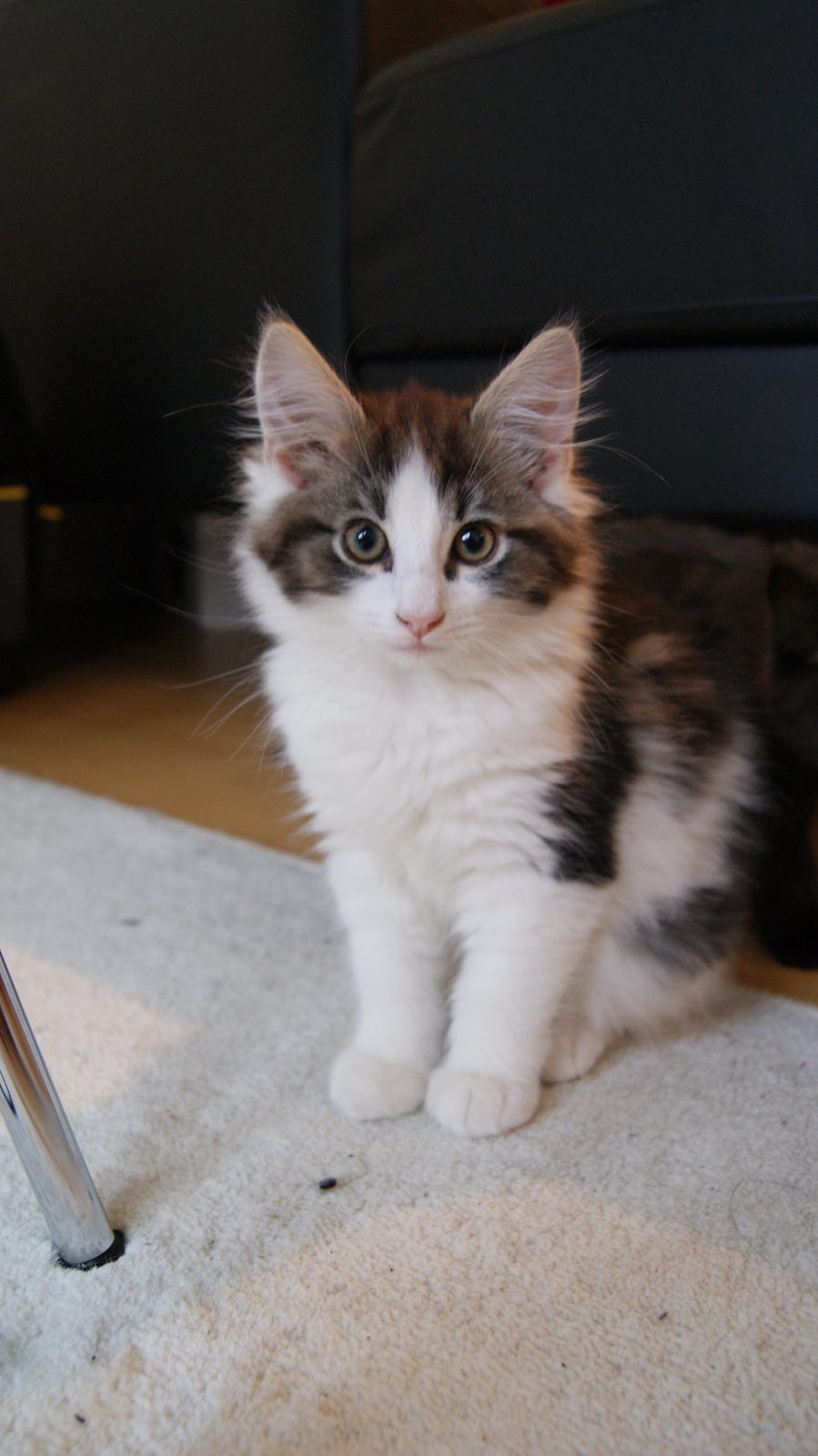 Blanding af racer Brutalis billede 5