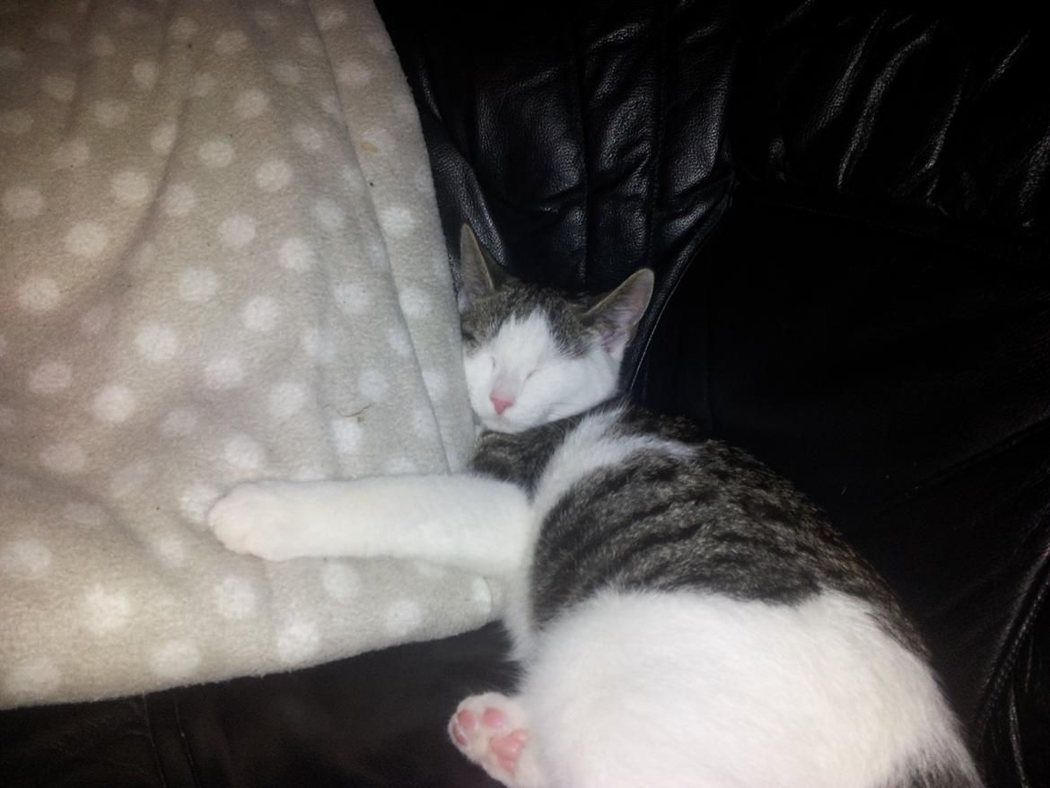 Blanding af racer Emil billede 1