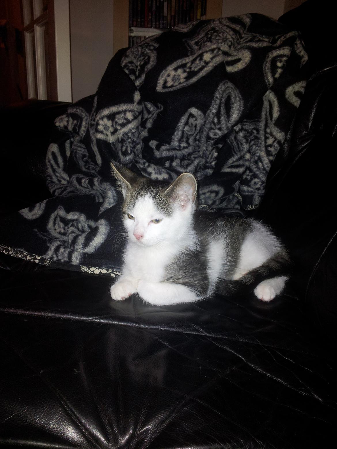 Blanding af racer Emil billede 2