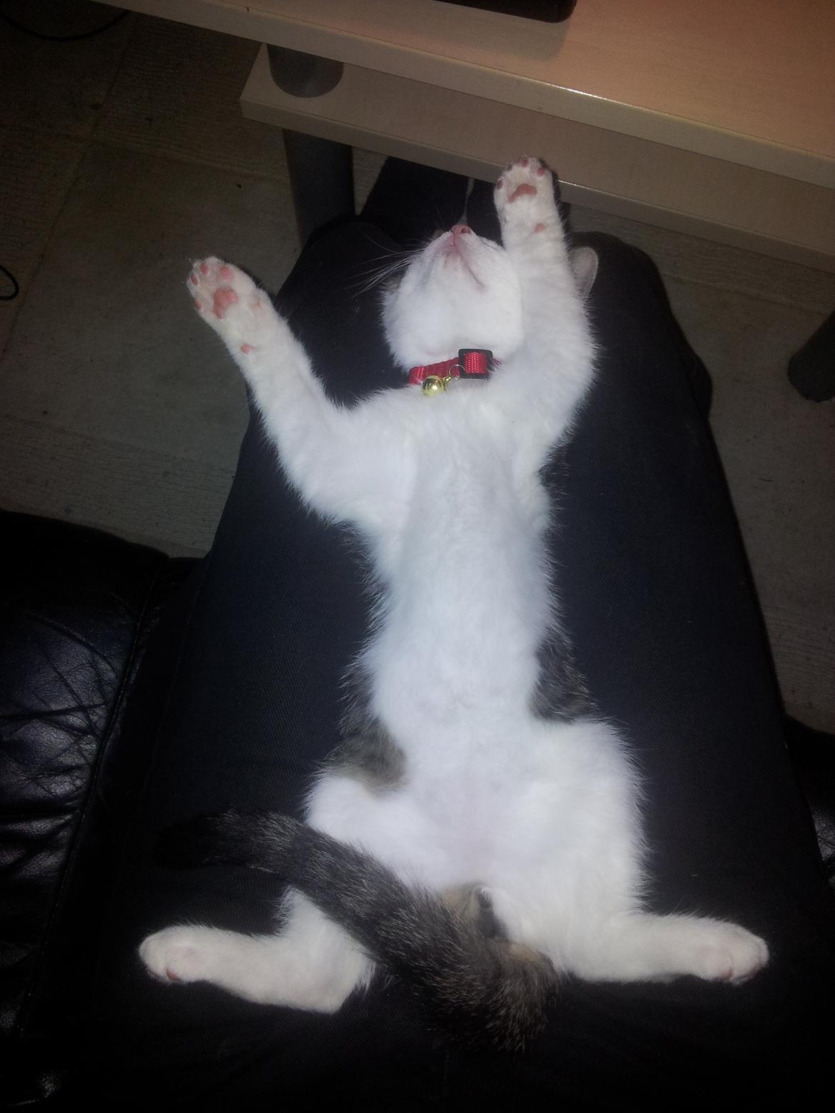 Blanding af racer Emil billede 3