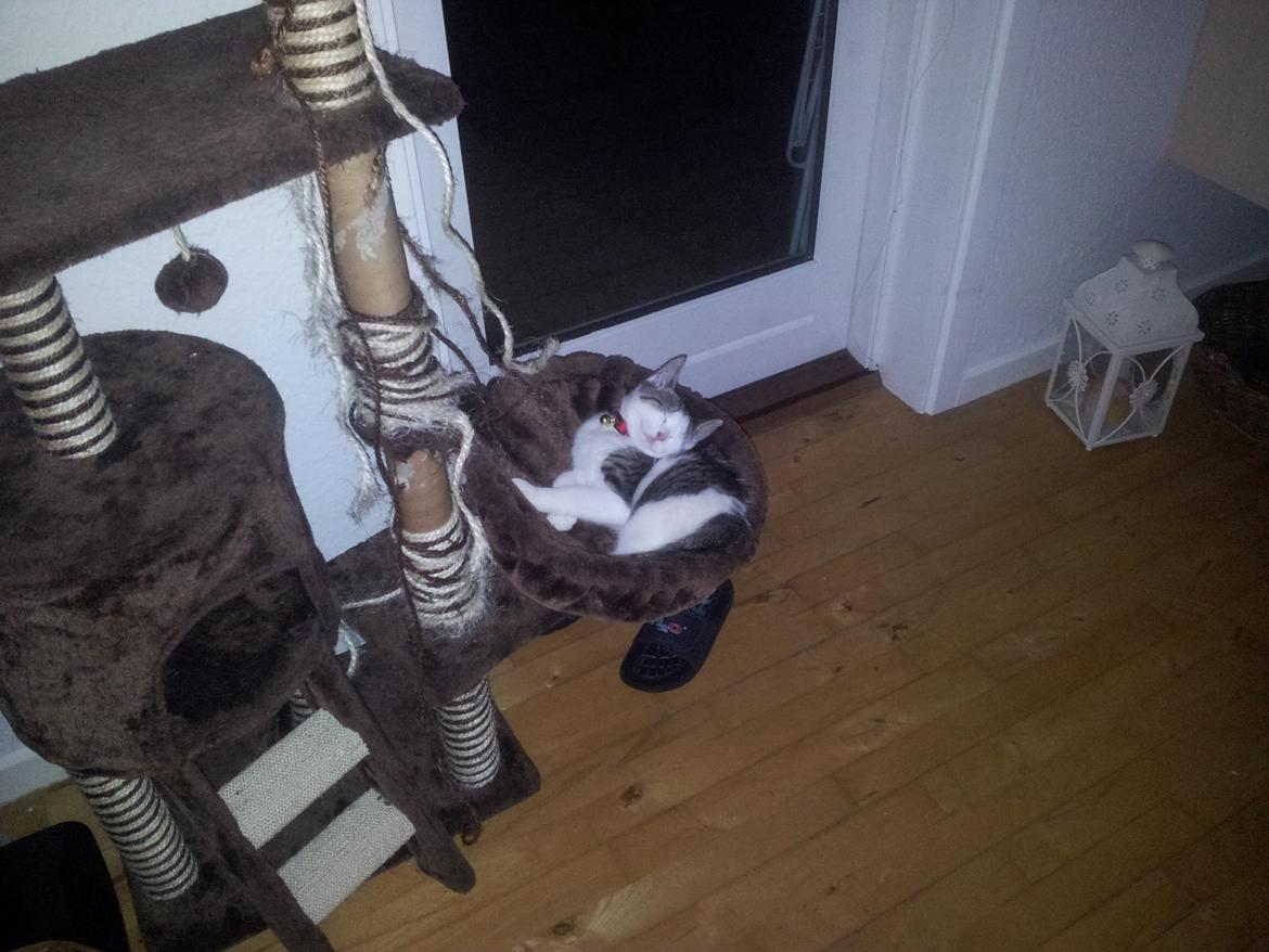 Blanding af racer Emil billede 4