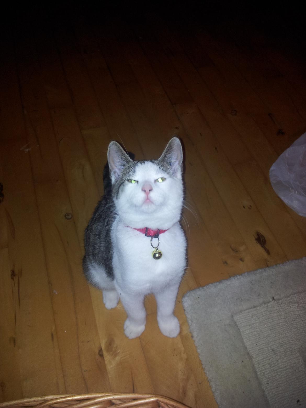 Blanding af racer Emil billede 5