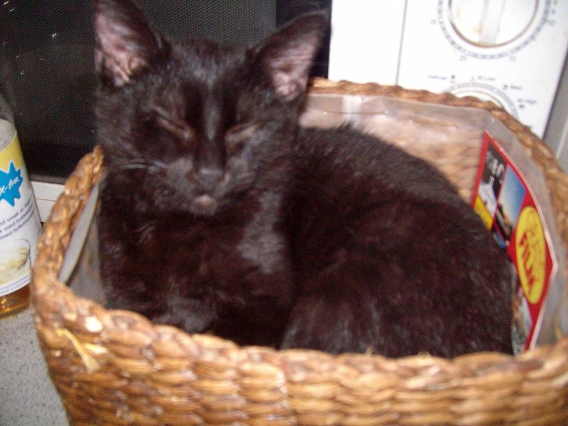 Huskat Blacki - Blacki i sæbetabs kurven  billede 10