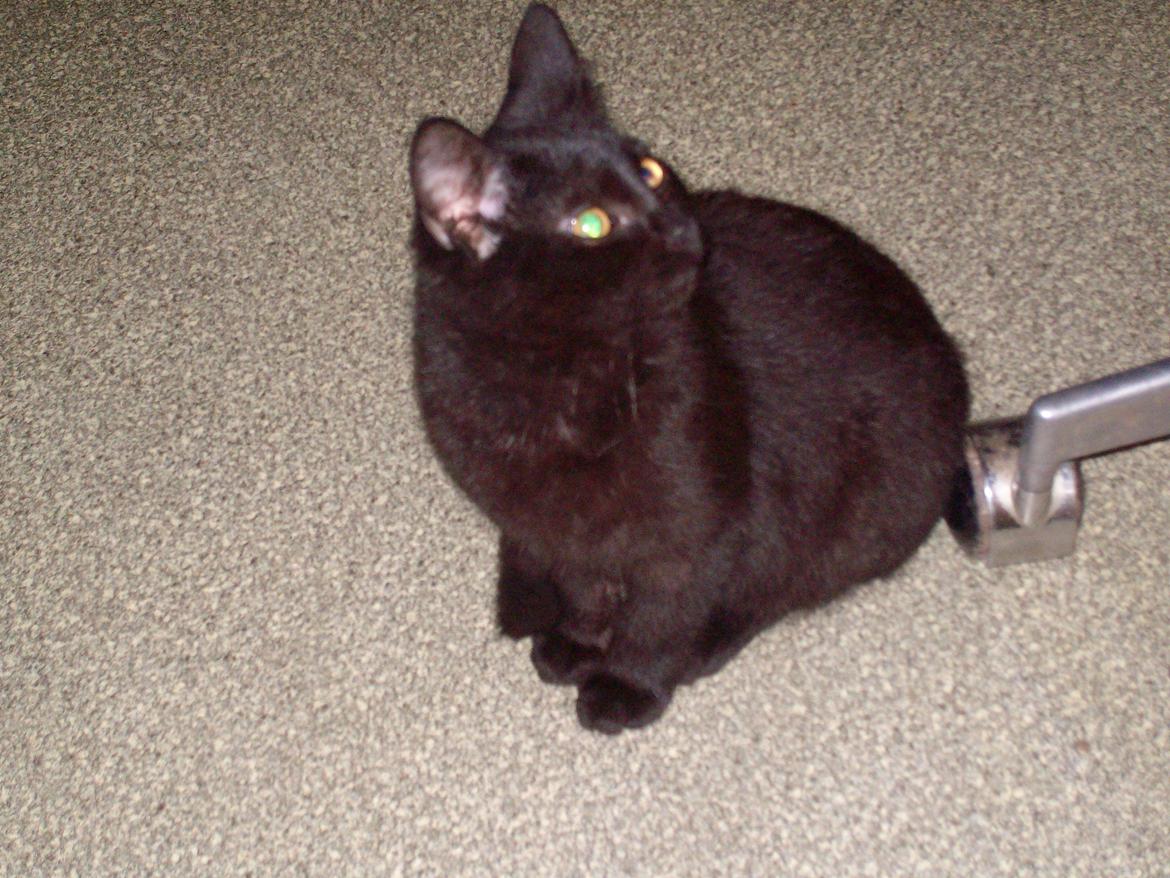 Huskat Blacki billede 11