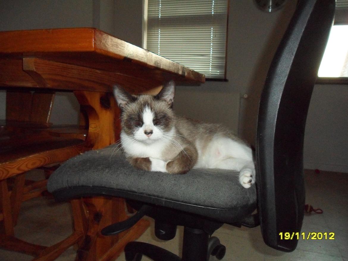 Blanding af racer Perle billede 18