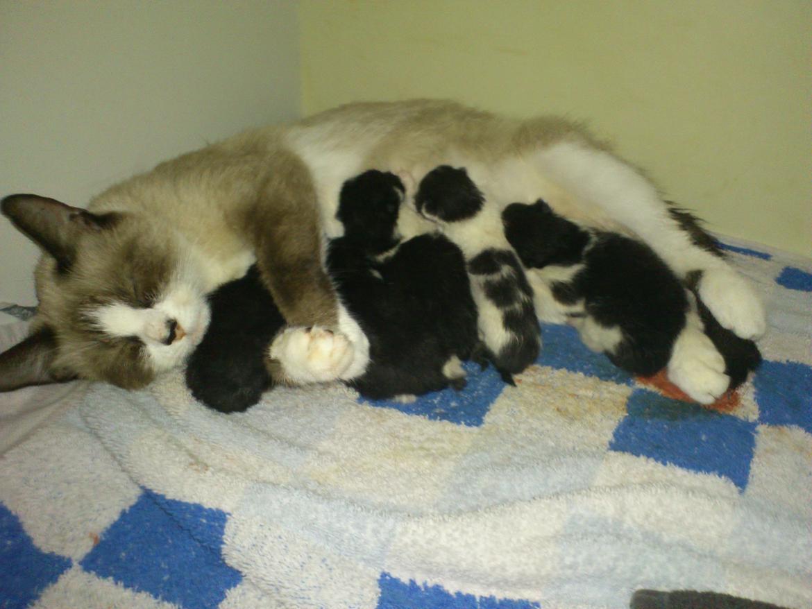 Blanding af racer Perle - Killingerne fra d. 17/9 :) billede 19