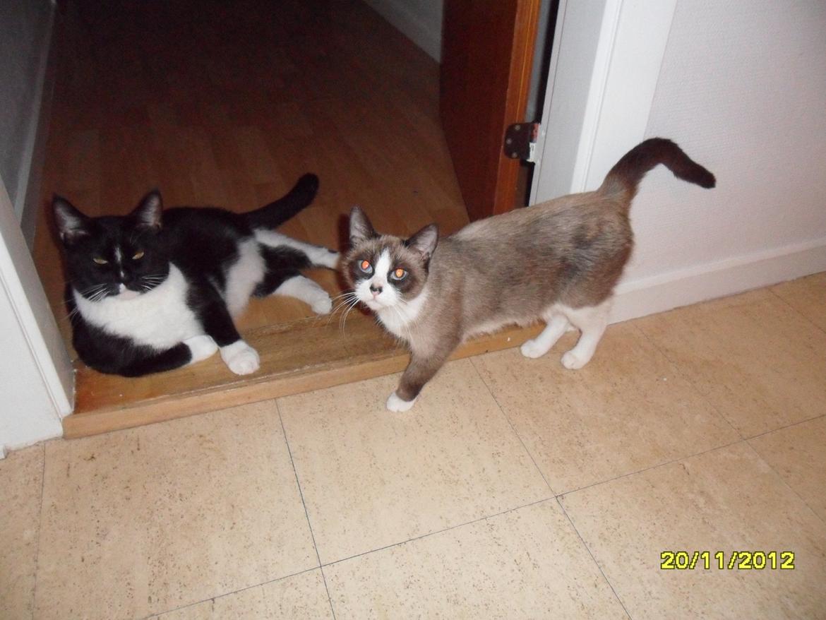 Blanding af racer Perle billede 20