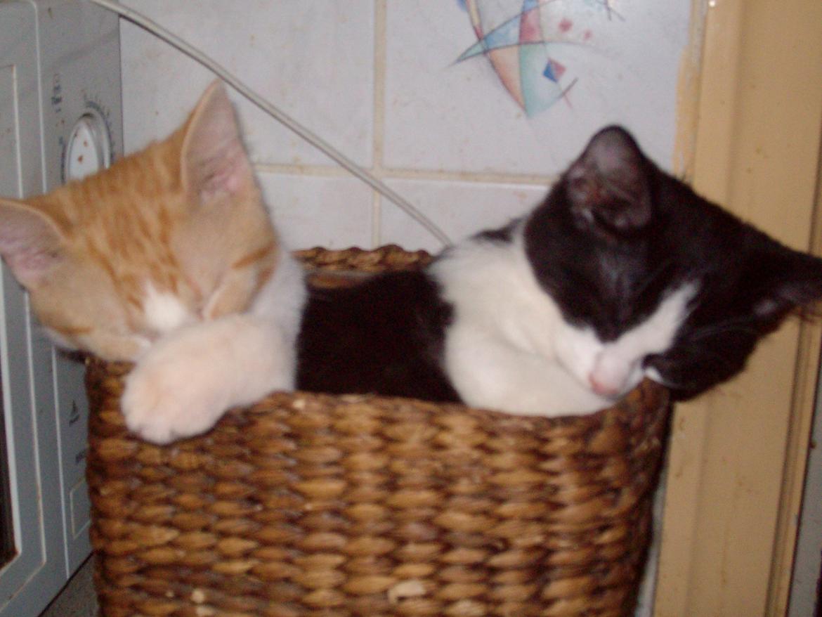 Huskat Jordbær - Mig og Benjamin  billede 2