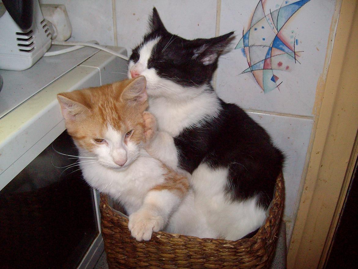 Huskat Jordbær billede 4