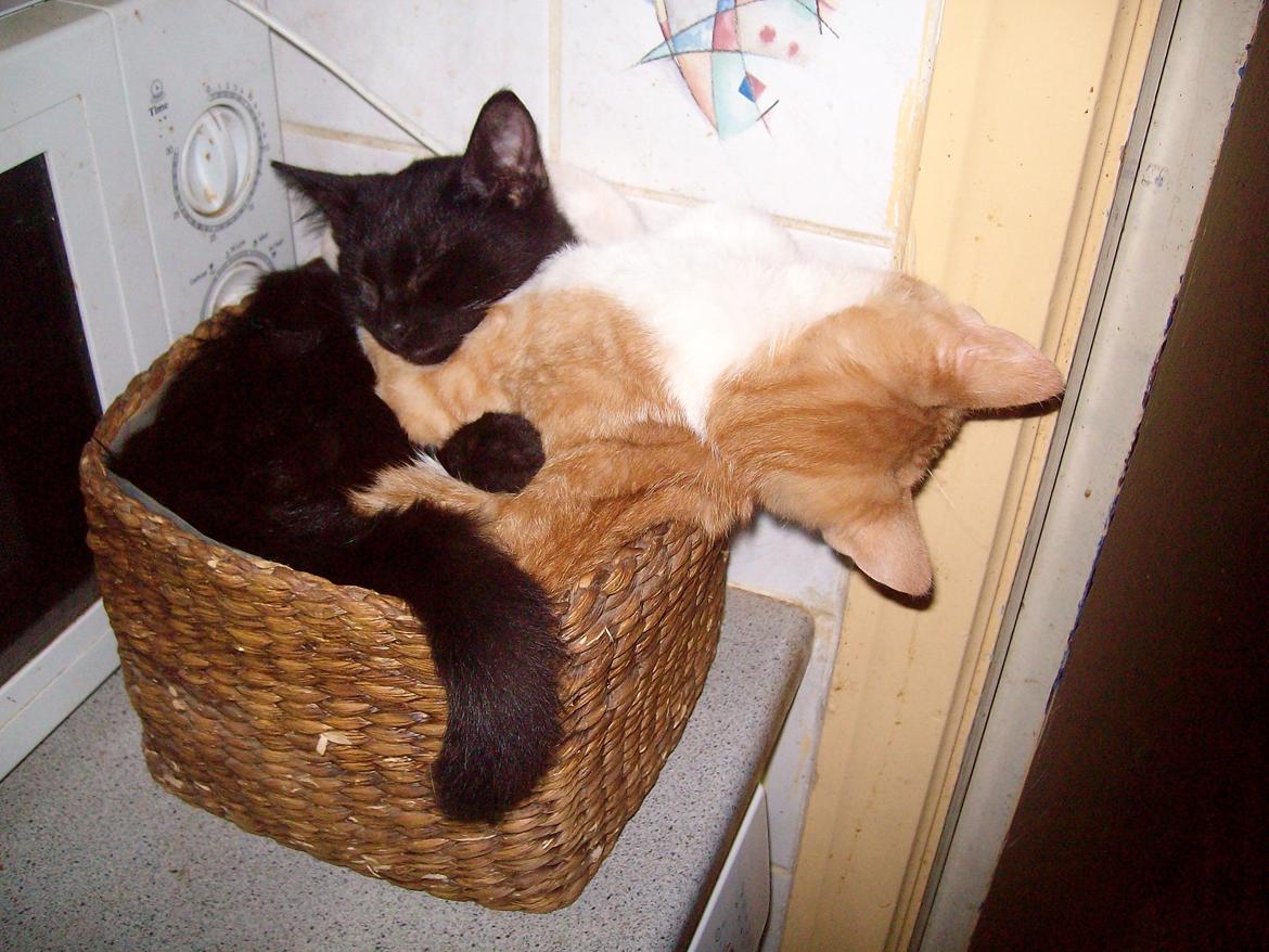 Huskat Jordbær billede 5