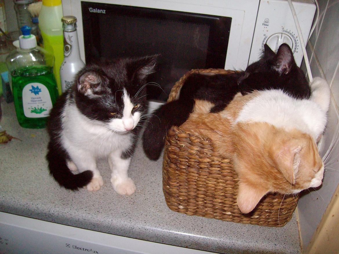 Huskat Jordbær - Jordbær ; Blacki og Benjamin  billede 6