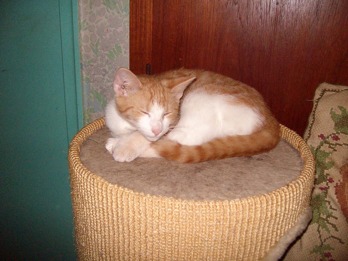 Huskat Jordbær - Hej jeg er Itcigo ( jordbær ) billede 7