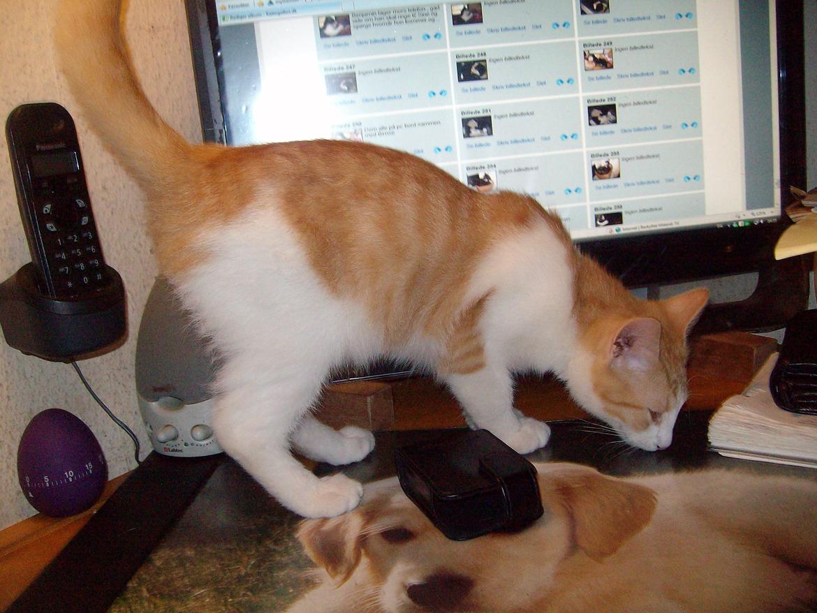 Huskat Jordbær billede 3