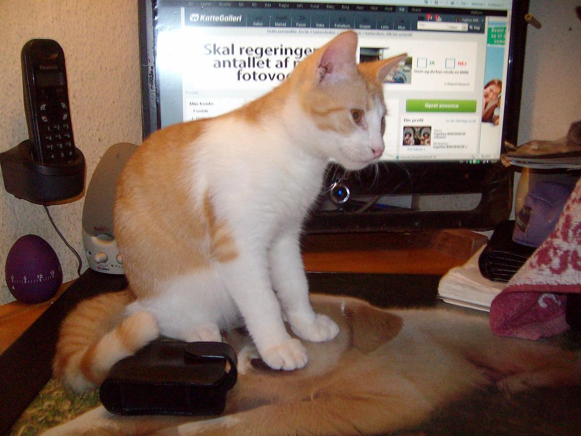 Huskat Jordbær - Kommer den mon igen billede 9