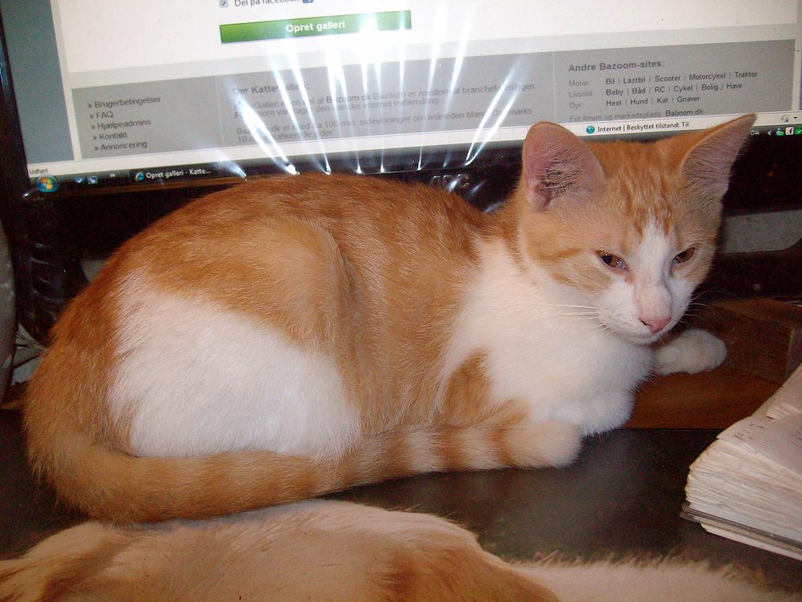 Huskat Jordbær - den kom ikke igen den drille pind øv øv  billede 10