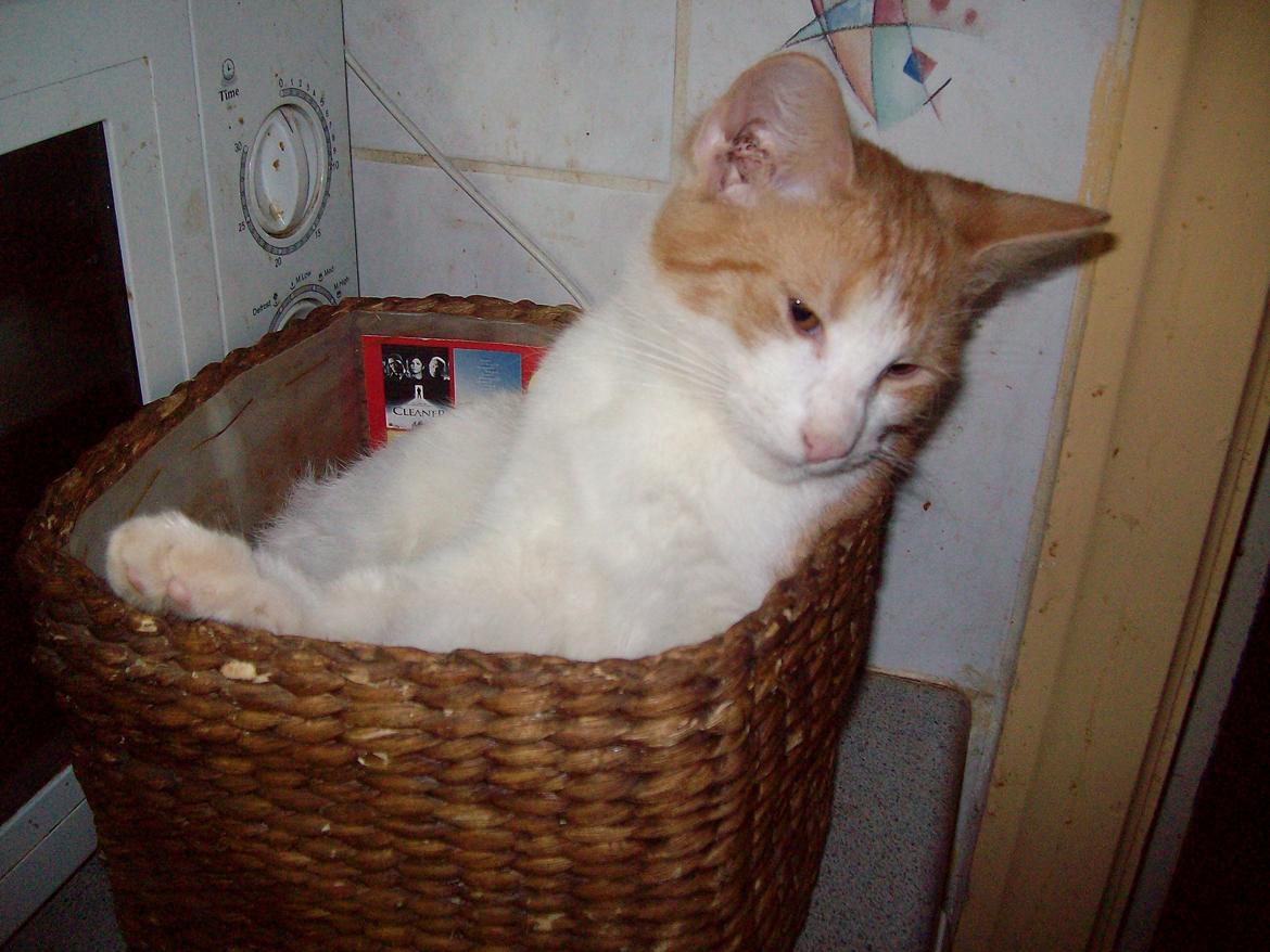 Huskat Jordbær - Jordbær  billede 11