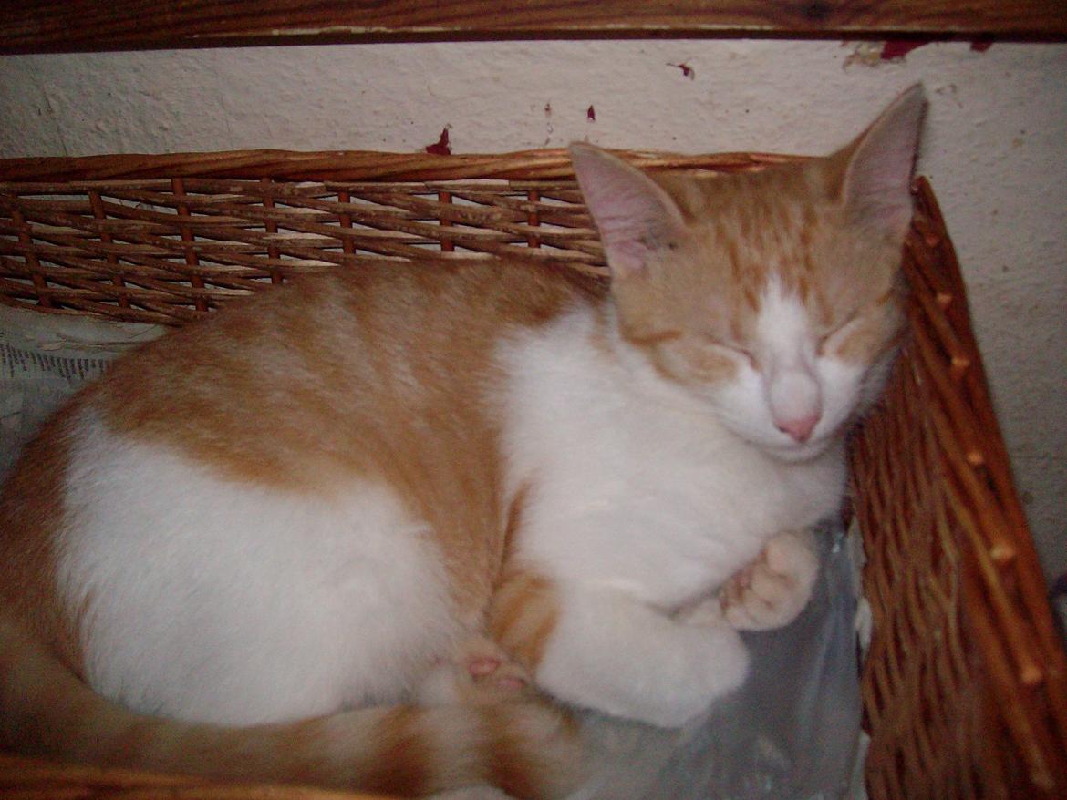 Huskat Jordbær billede 12