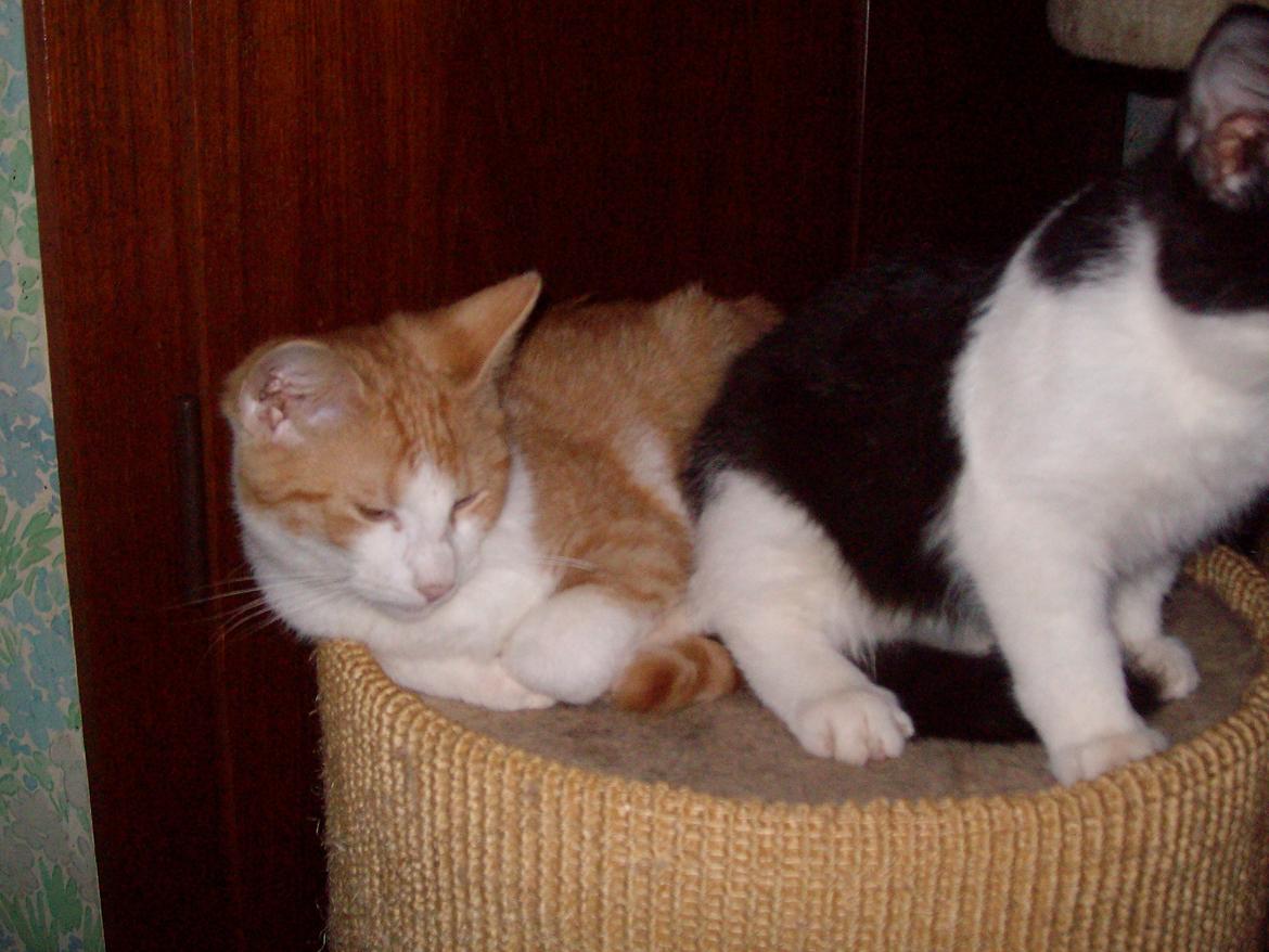 Huskat Jordbær billede 13