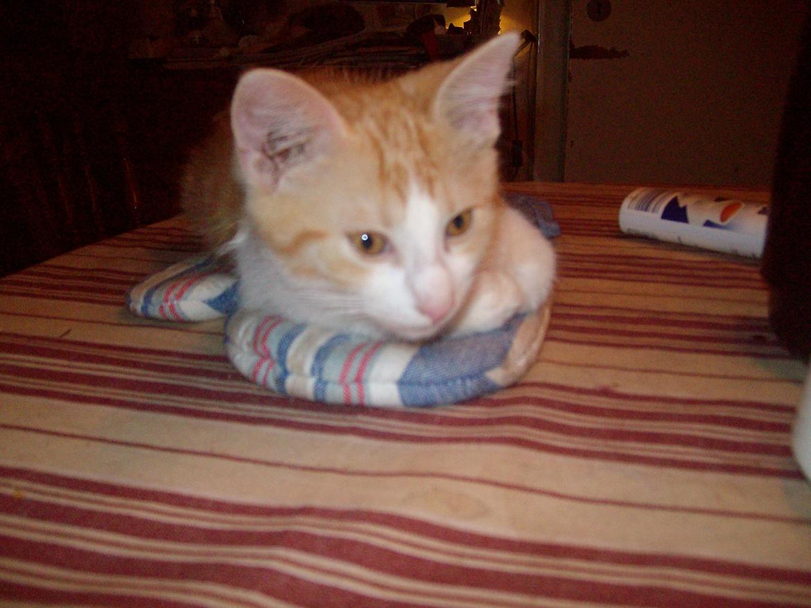 Huskat Jordbær - Meget lille Jordbær  billede 14