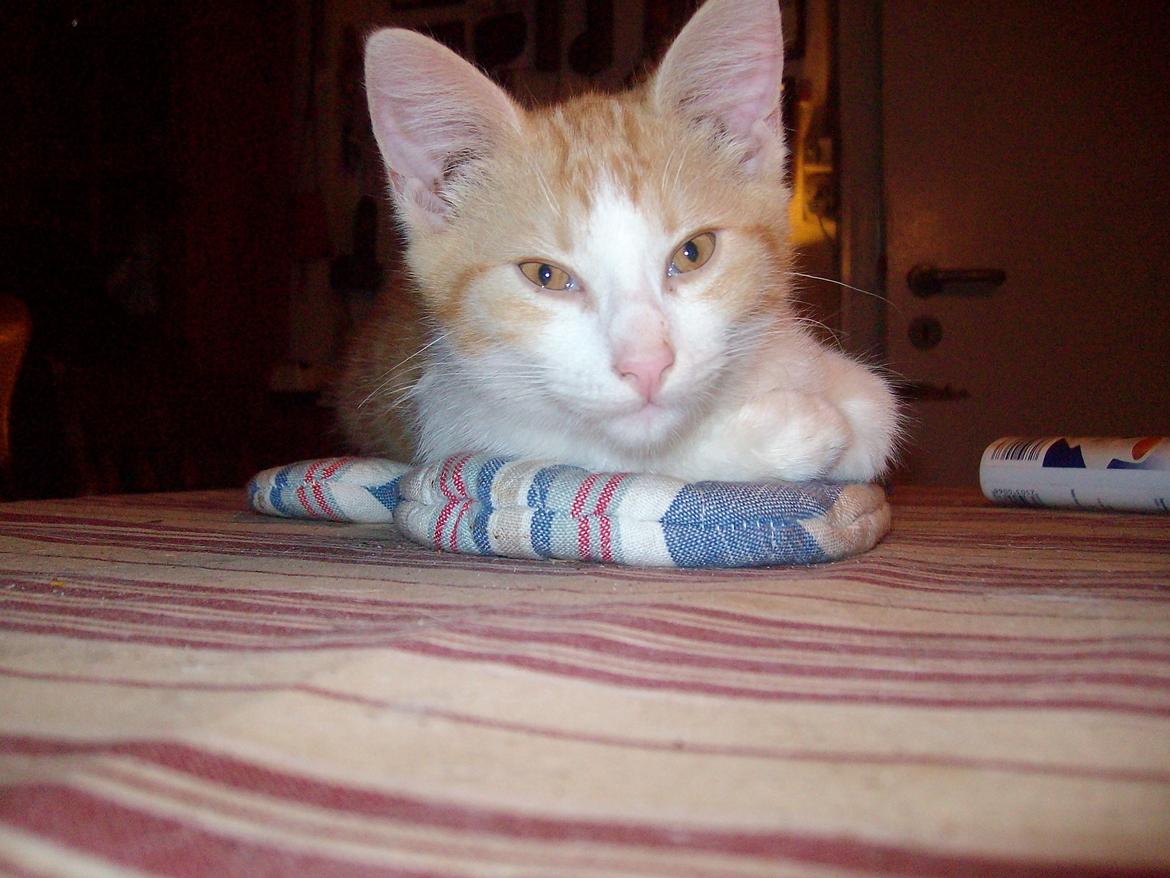 Huskat Jordbær billede 15