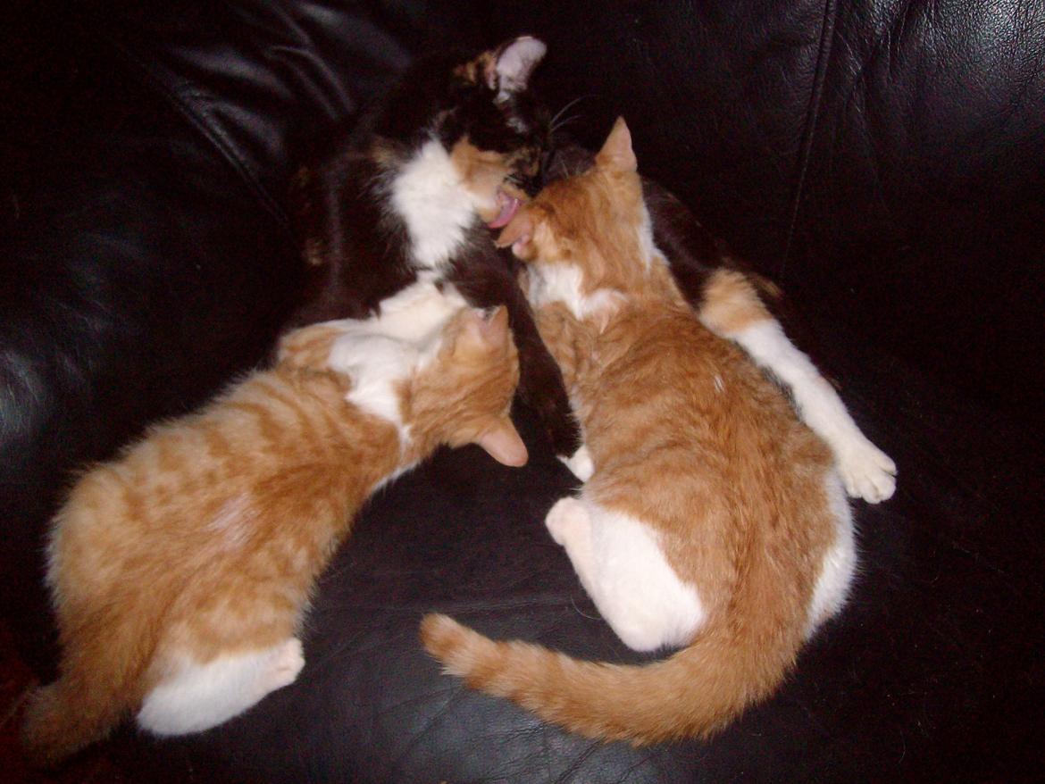 Huskat Jordbær - Får babsetår af mor  billede 17