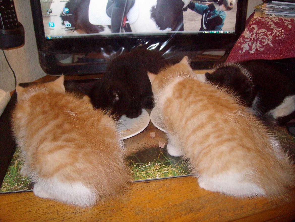 Huskat Jordbær billede 18