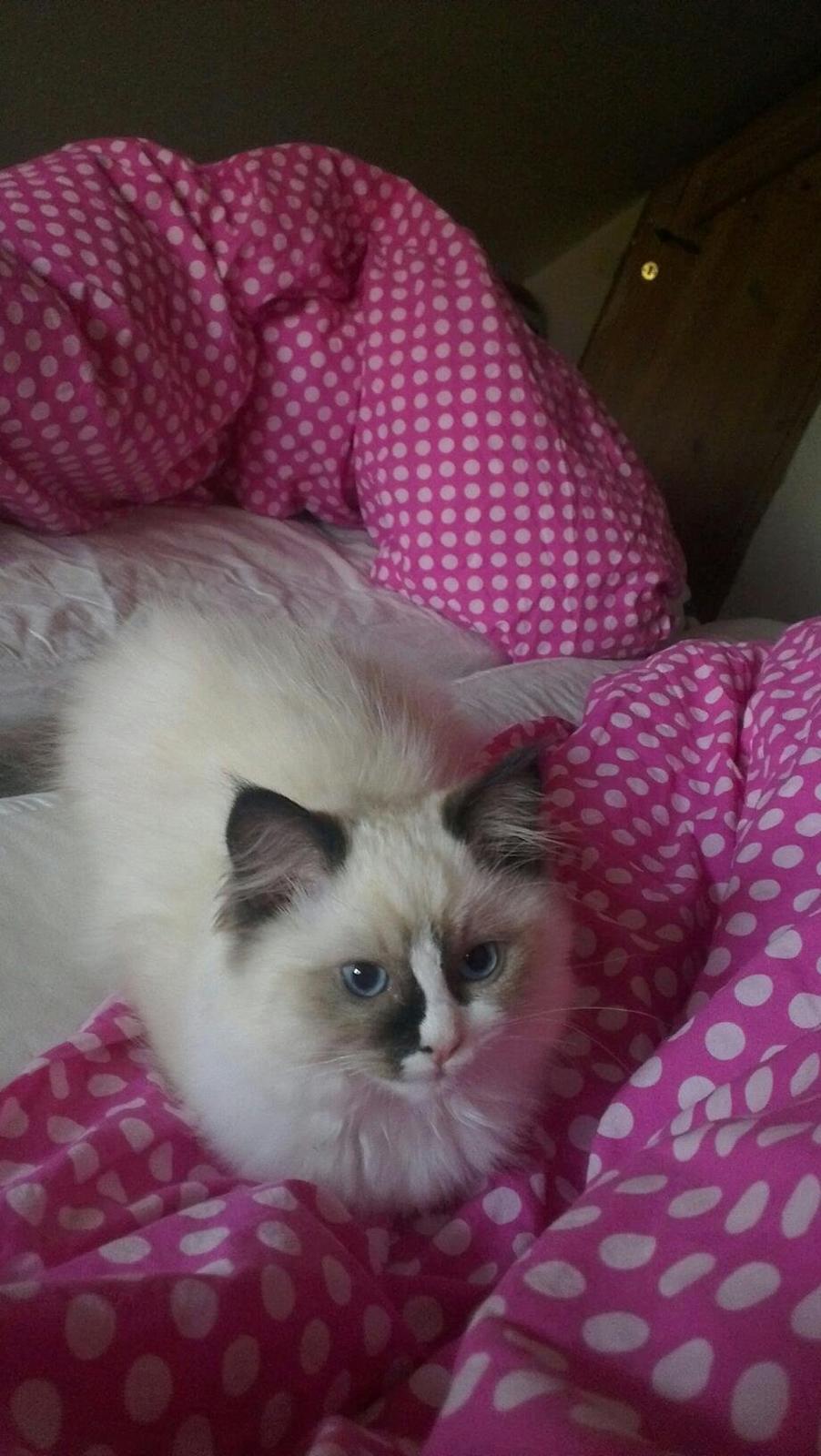 Ragdoll Misser - Min lille misser :) billede 2