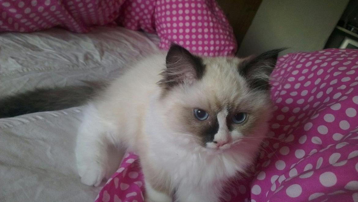 Ragdoll Misser - Er han ikke flot ? :) billede 1