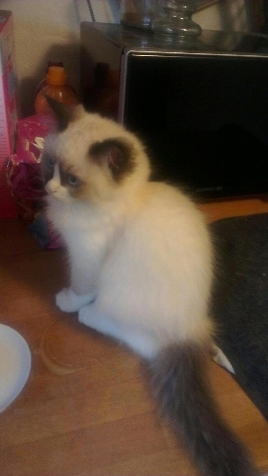 Ragdoll Misser - Såå fin :) billede 3