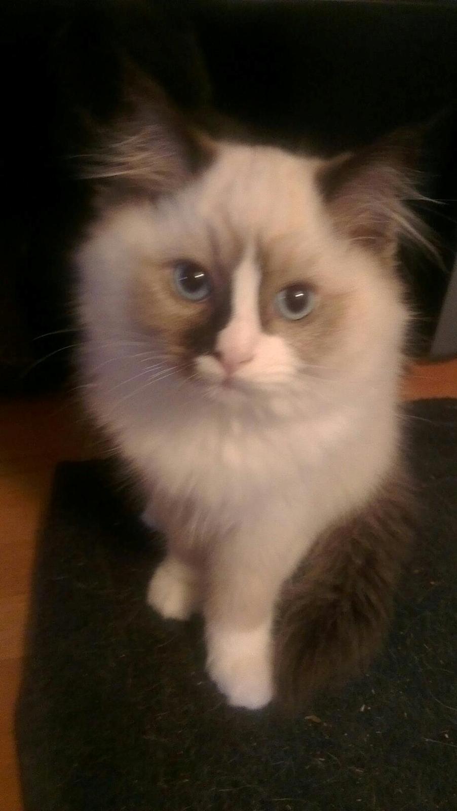 Ragdoll Misser - :-) billede 4