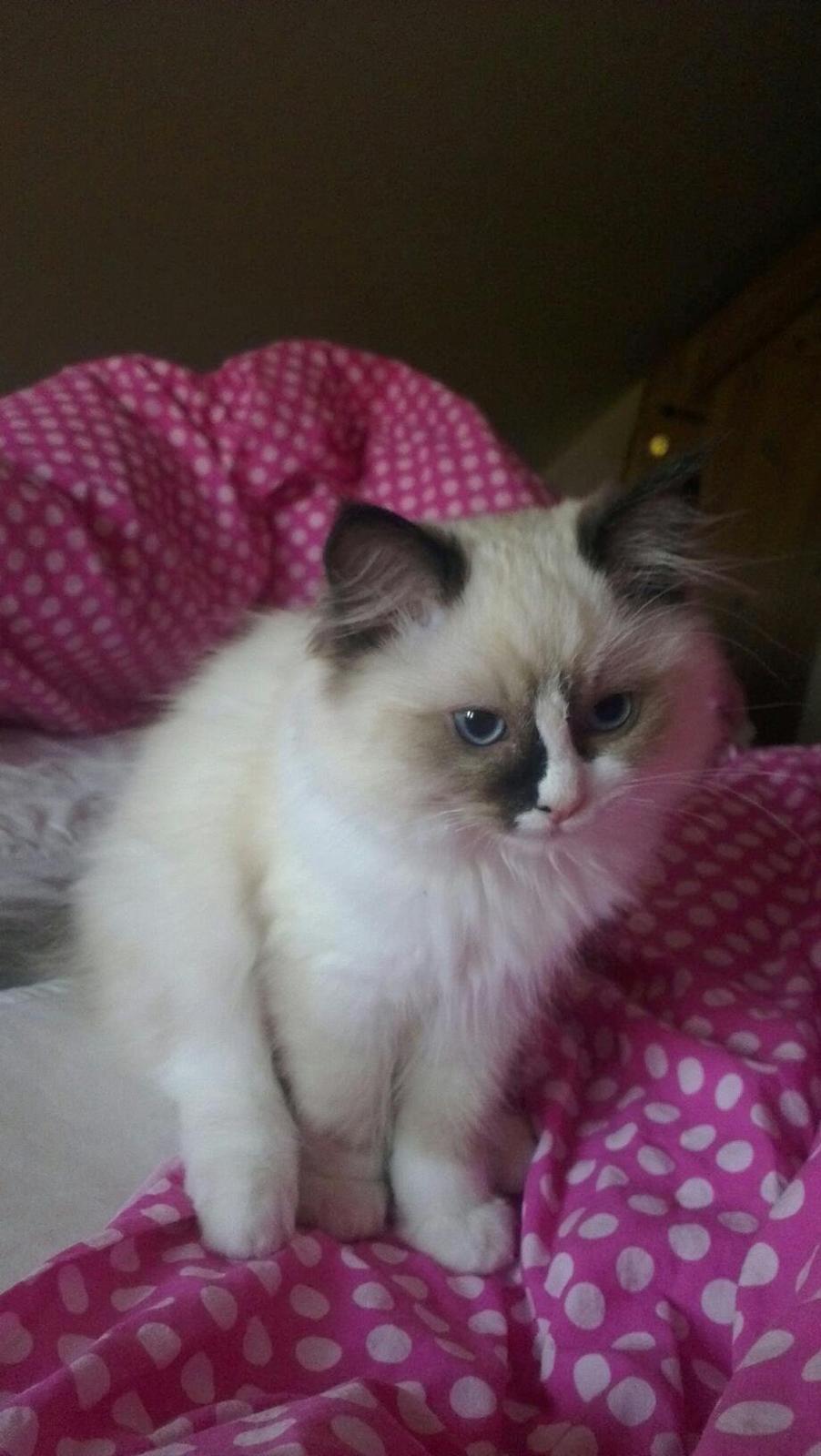 Ragdoll Misser - :) billede 5