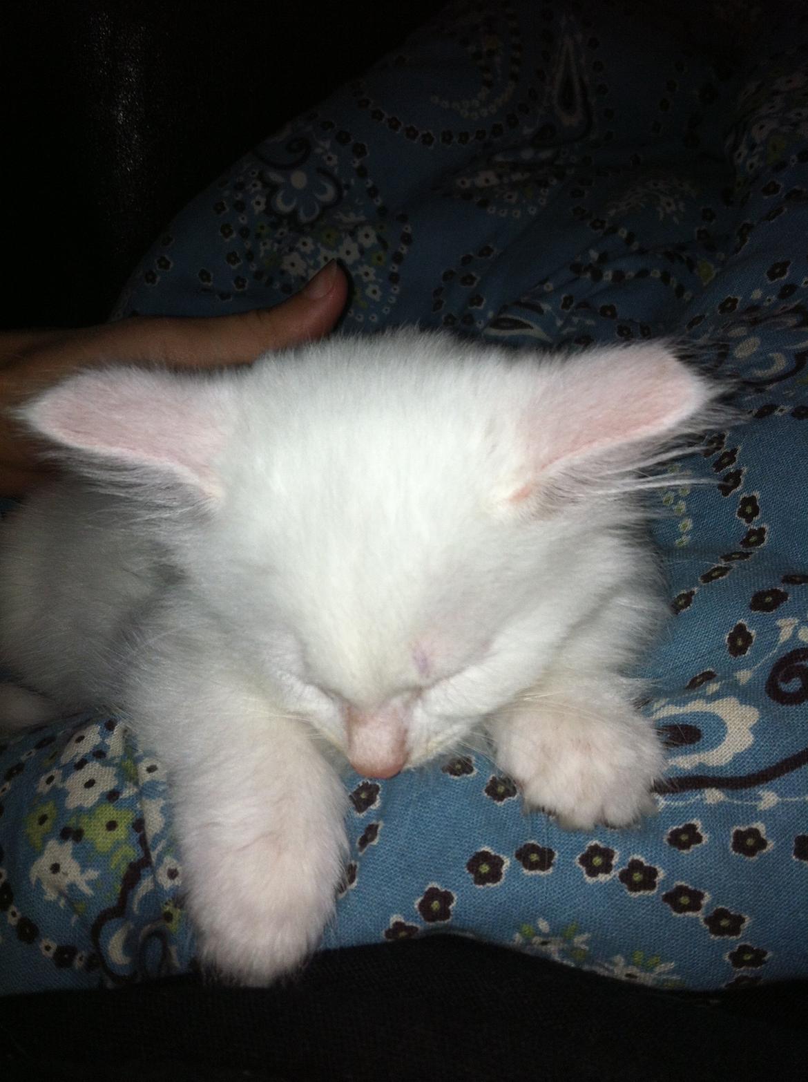 Blanding af racer Angel billede 1