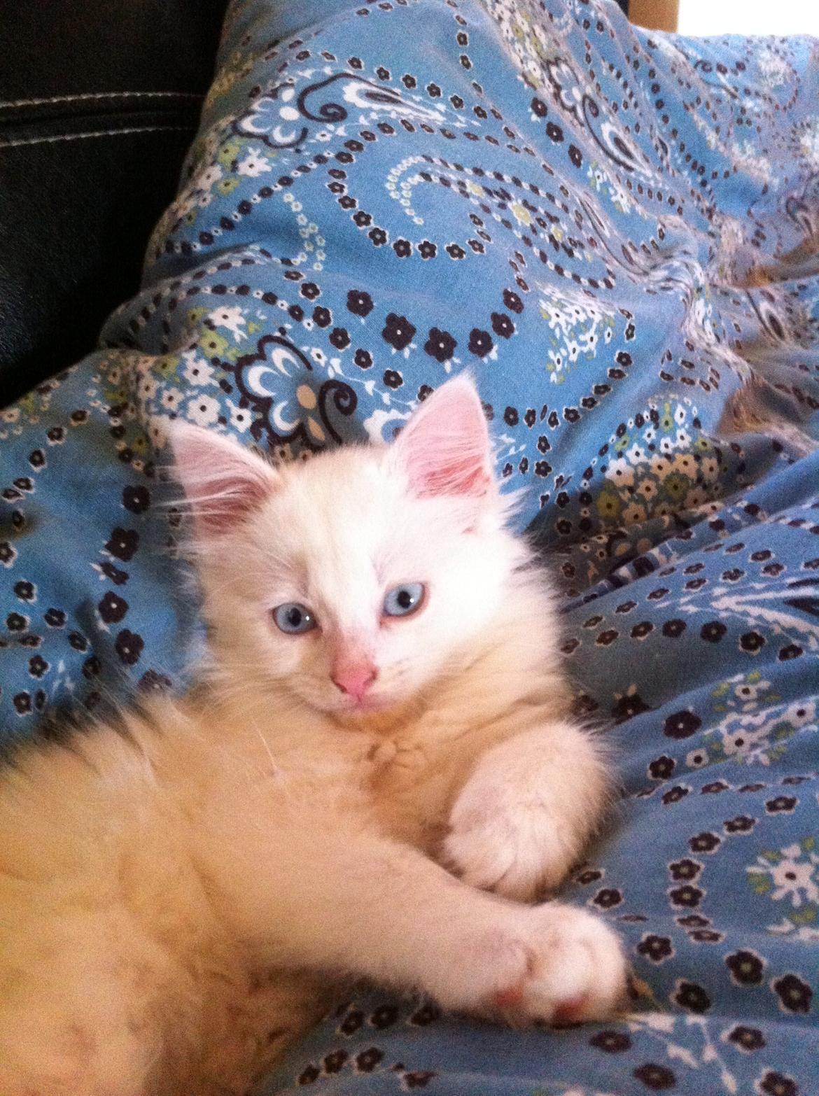 Blanding af racer Angel billede 2