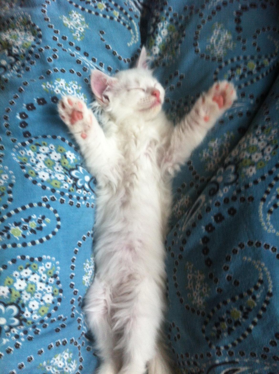 Blanding af racer Angel billede 3