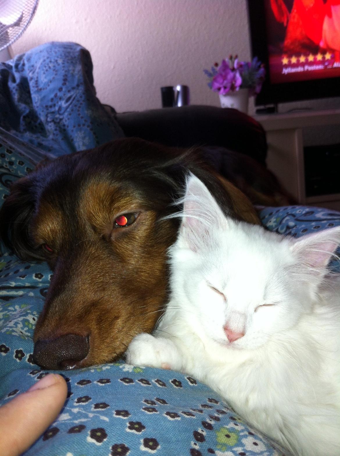 Blanding af racer Angel billede 4