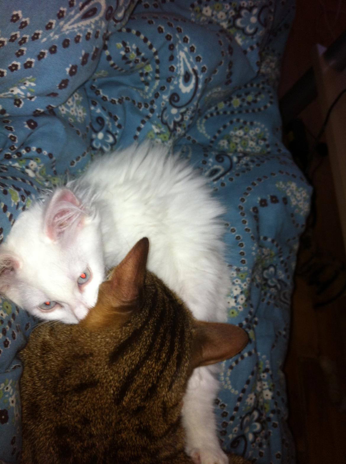 Blanding af racer Angel billede 5