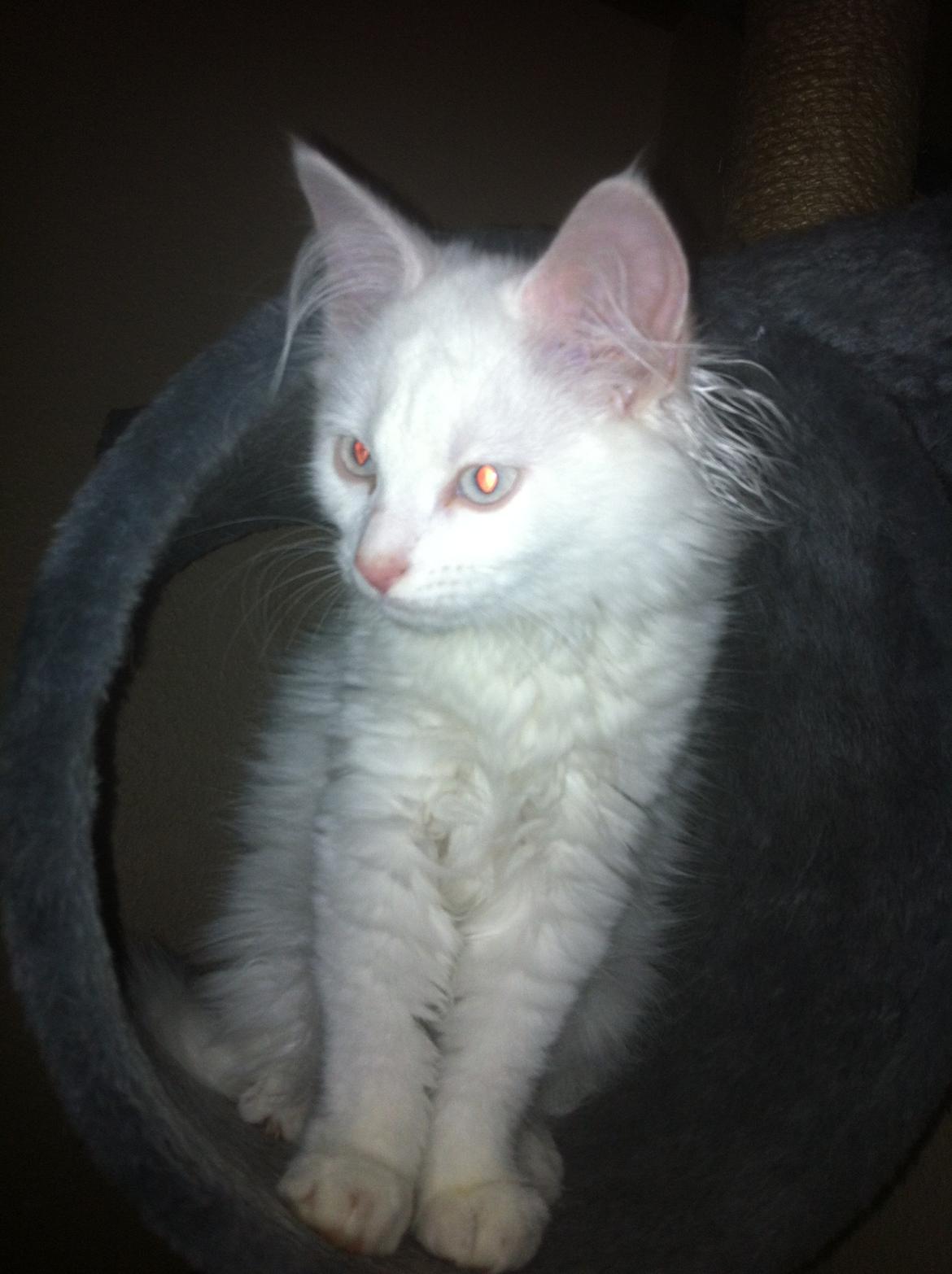 Blanding af racer Angel billede 6