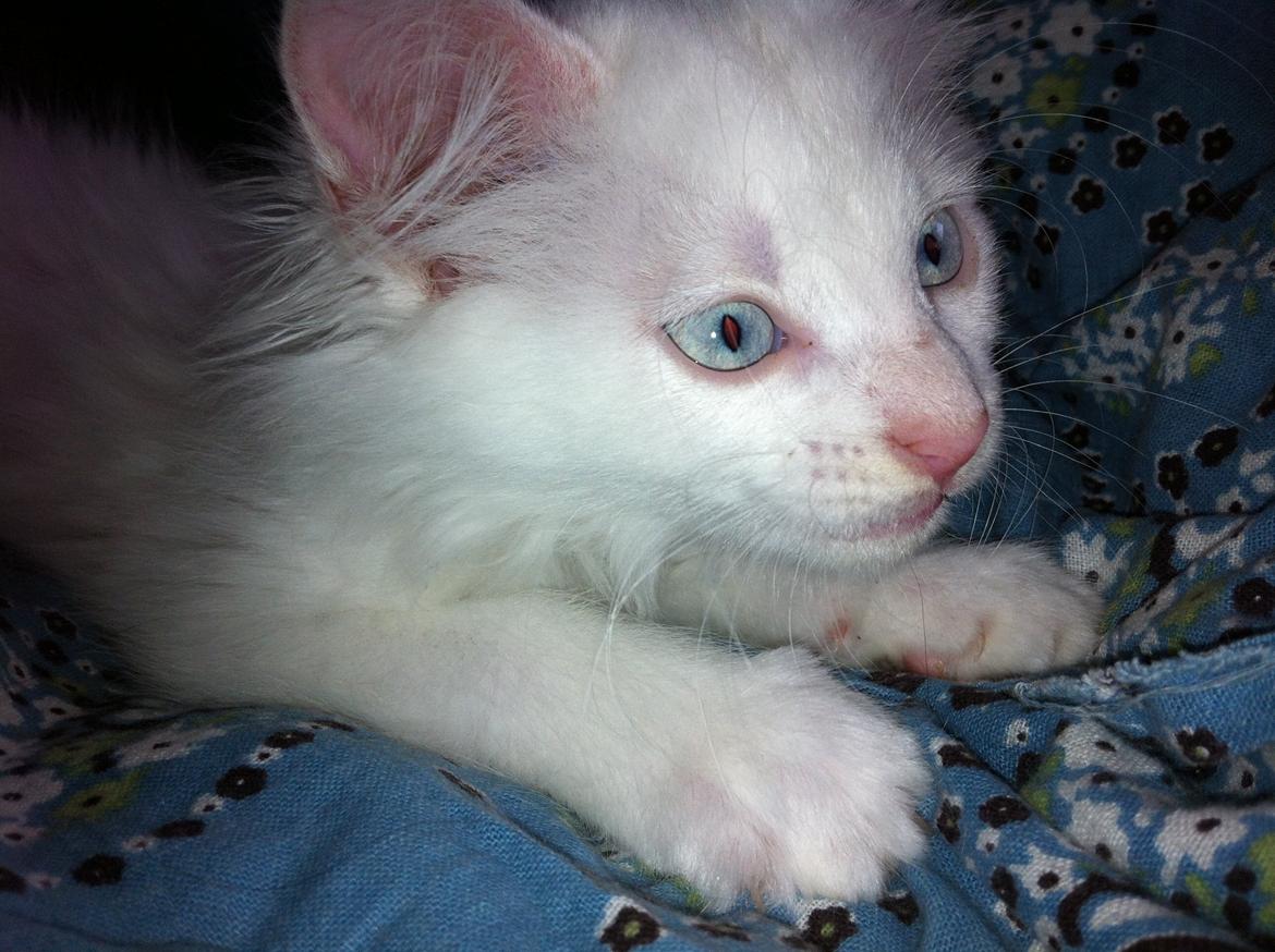 Blanding af racer Angel billede 7