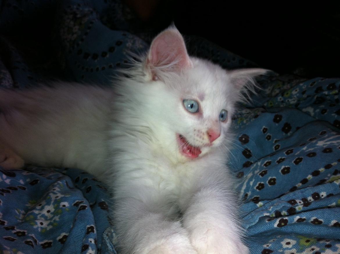 Blanding af racer Angel billede 8