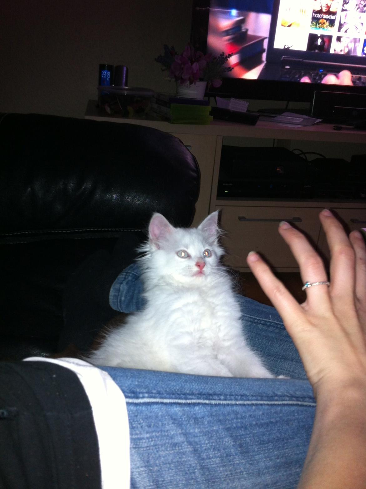 Blanding af racer Angel billede 9