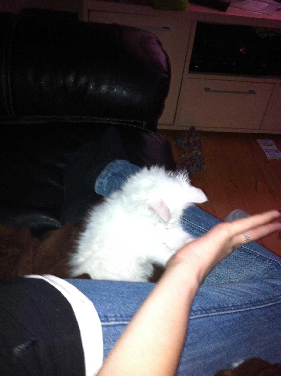 Blanding af racer Angel billede 10