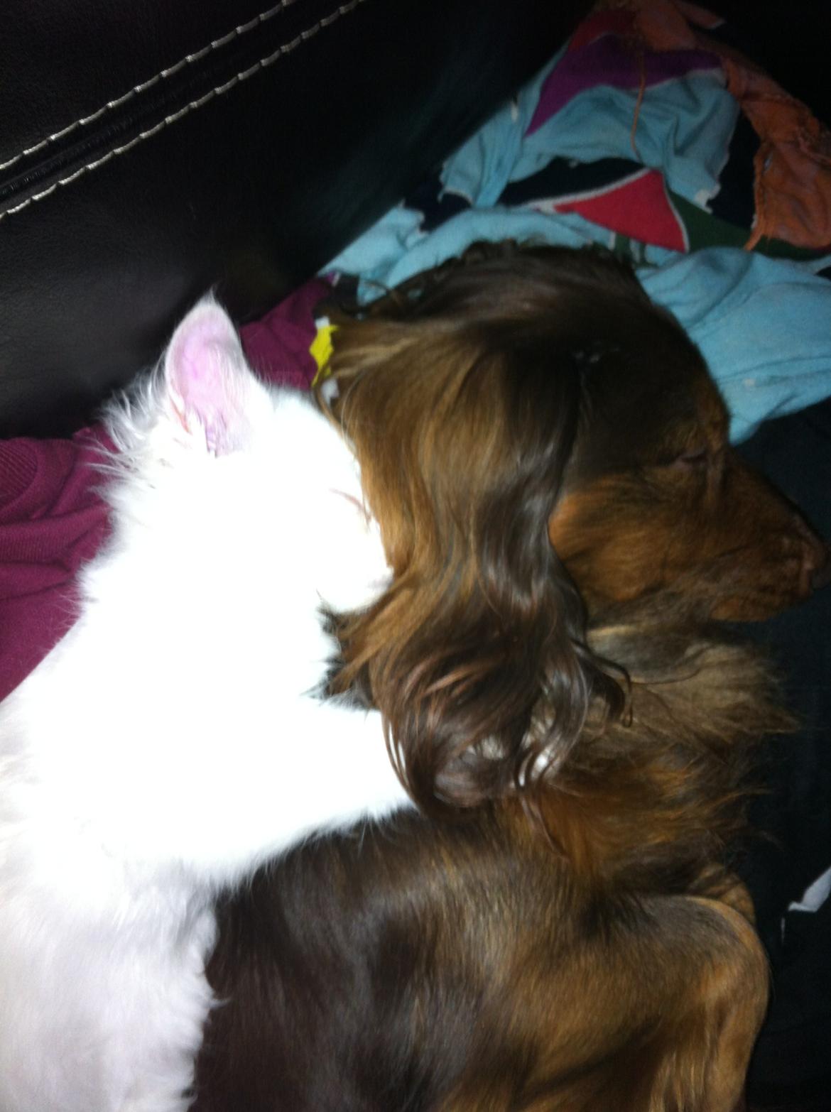 Blanding af racer Angel billede 12