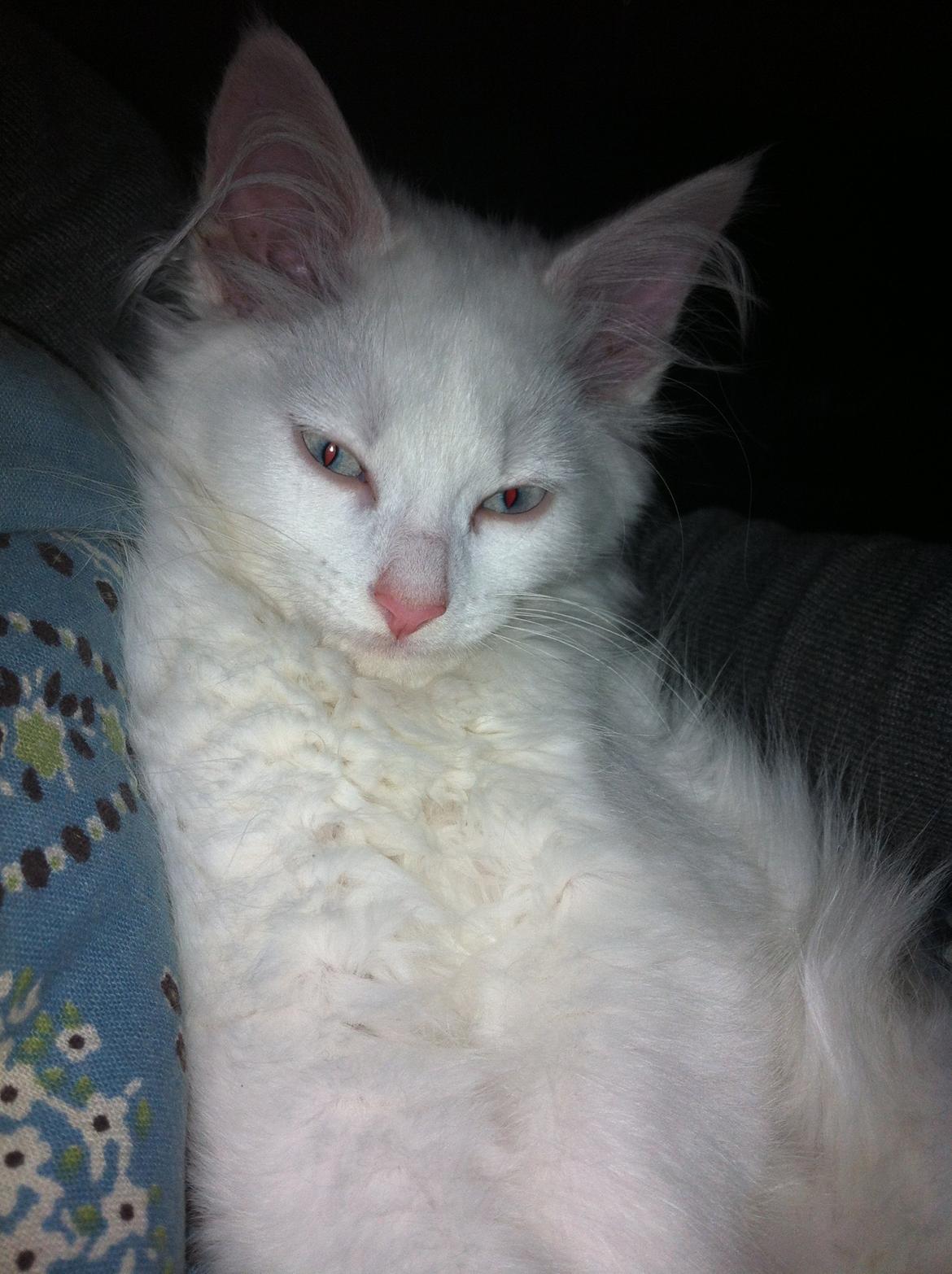 Blanding af racer Angel billede 13