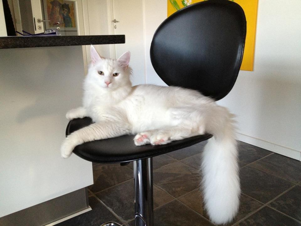 Blanding af racer Neelix billede 1