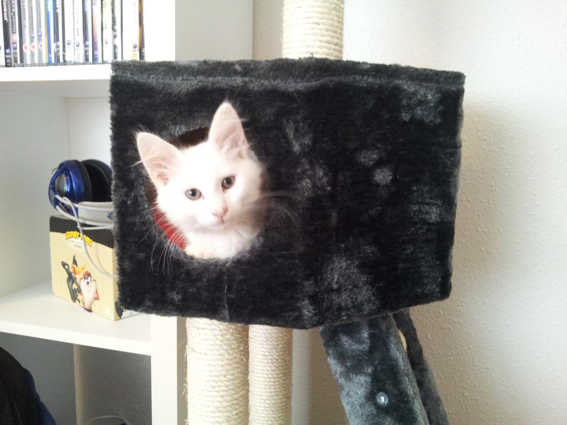 Blanding af racer Neelix billede 2