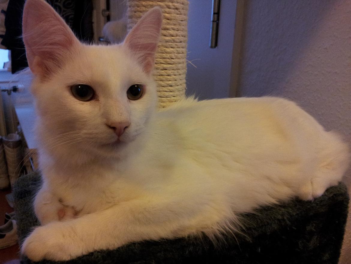 Blanding af racer Neelix billede 3