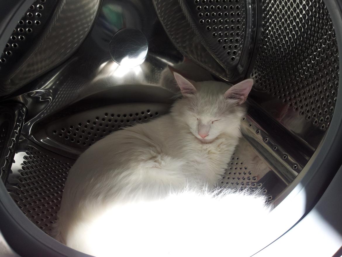 Blanding af racer Neelix billede 5